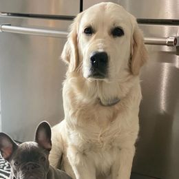 Lucy - Golden Retriever