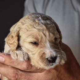 Goldendoodle Puppies from Wildflower Doodles