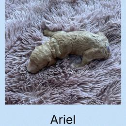 AKC Standard poodle Ariel - Apricot female Poodle puppy in Harrisburg, Arkansas from Ransone’s Ridge Runners Poodles and Doodles