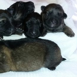 German Shepherd Puppies from Guamany K9 Vomhaus