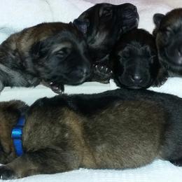 German Shepherd Puppies from Guamany K9 Vomhaus