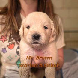 Mr. Beown - Light golden male Golden Retriever puppy in Waynesburg, Ohio from Avalon English Retrievers