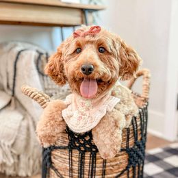 Penny - Goldendoodle