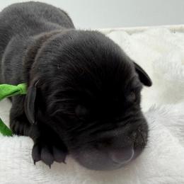 Green - Black male Labrador Retriever puppy in Heath Springs, South Carolina from Rich Hill Retrievers