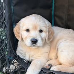 Golden Retriever Puppies from Mountain Sky Goldens   https://youtu.be/30SVQesEtig?si=CMjASv_Tza1VKSNt