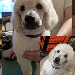 Poodle Puppies from LaTerra Cove Poodles