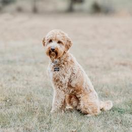 Hank - Goldendoodle