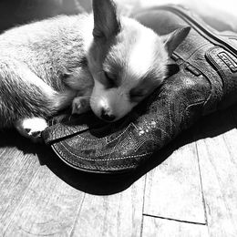 Pembroke Welsh Corgi Puppies from The King’s Corgis