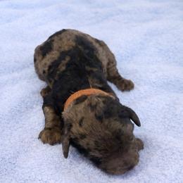 Anthony brown collar - Merle male Goldendoodle puppy in North Branch, Michigan from Graceful Miniature Goldendoodles
