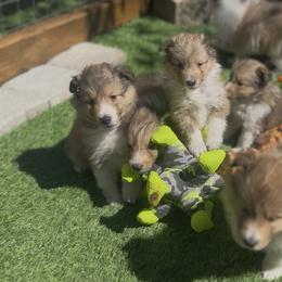 Boy 1 - Sable and white male Shetland Sheepdog puppy in North Weeki Wachee, Florida from Jesstar Shetland Sheepdogs