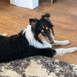 Vesemir - Collie puppy from Collegiate Bassets and Rheign Collies