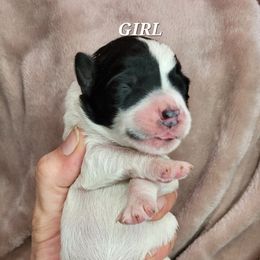 Girl 1 - Assorted Doodle Crosses puppy in Lane County, Oregon from Happy Little Tails
