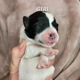 Girl 1 - Assorted Doodle Crosses puppy in Lane County, Oregon from Happy Little Tails