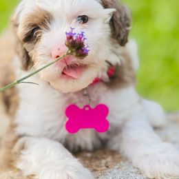 Truffles - Merle Sheepadoodle puppy in Knoxville, Tennessee from Fleury Farm Doodles TN