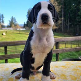 Sneaky - Mantle male Great Dane puppy in Castle Rock, Washington from Uber Alles Great Danes