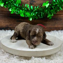 Monica - Brown female Cockapoo puppy in Lancaster, Missouri from Cavapoo Acres
