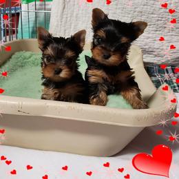 Yorkshire Terrier Puppies from LuvStruck Yorkies