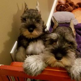 Miniature Schnauzer Puppies from Crown Point Miniature Schnauzers