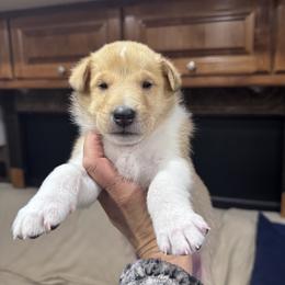 Axel - Sable and white male Collie puppy in Bennett, Colorado from CYNDELLA COLLIES