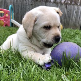 Jack Russell Terrier and Labrador Retriever Puppies from Will O Moor