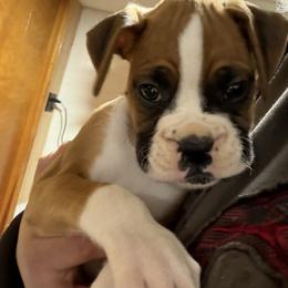 Sophie - Fawn female Boxer puppy in Charleroi, Pennsylvania from KC’s Boxers