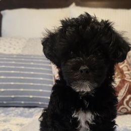 Dachshunds and Yorkipoos from Tiny Paws Dachshund & Yorkie Breeder
