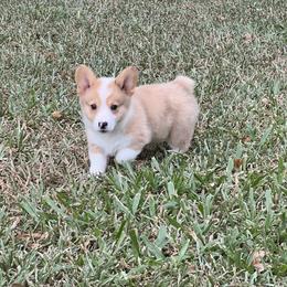 Pembroke Welsh Corgi Puppies from Newlands Insane Danes and Corgis