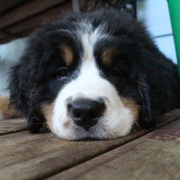 Bernese Mountain Dog Puppies from Baby Bear Bernese Kennel