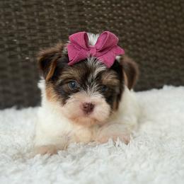Gwen - Parti female Yorkshire Terrier puppy in Liberty, Texas from Tiny Yorkshire pups