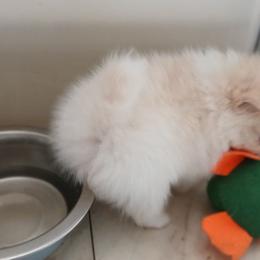 Pomeranian Puppies from Lubasha White