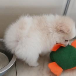 Pomeranian Puppies from Lubasha White