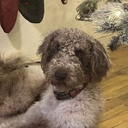 Penny - Labradoodle