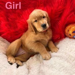 Golden Retriever Puppies from American True Golden retriever