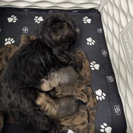 Shih Tzu puppies from Shihtzu_NC