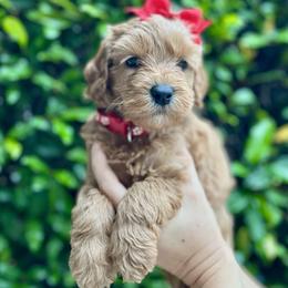 Bernedoodle and Goldendoodle Puppies from Allie's Southern Doodles