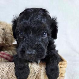 Shadow - Black phantom male Aussiedoodle puppy in Haleyville, Alabama from The Cuddly Dood Ranch