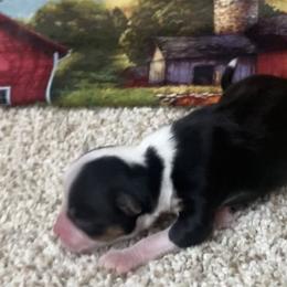 Black Tri-1 - Black tri male Miniature Australian Shepherd puppy in Ronan, Montana from Dirt Road Aussie’s of Montana