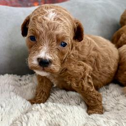 Tigger - Apricot male Goldendoodle puppy in Pensacola, Florida from Goldendoodles Love You in Pensacola Friend Edition