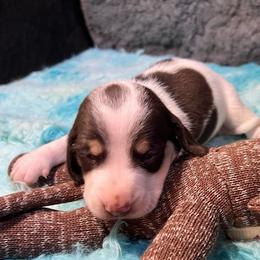 Lindt - Piebald female Dachshund puppy in Bigfork, Minnesota from Dachshunds Up North