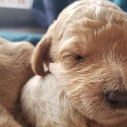 Goldendoodle Puppies from Masondixondoodles