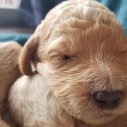 Goldendoodle Puppies from Masondixondoodles