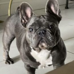 Dulce - French Bulldog