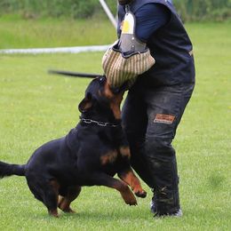 Rottweilers from Top Notch K9s