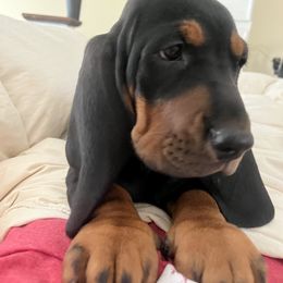 Basset Hound Puppies from Hudson's Hounds