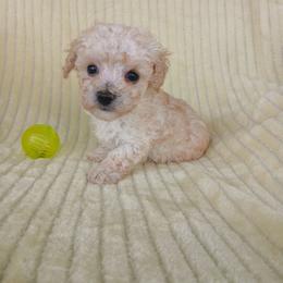Baylee - Cream male Poodle puppy in Blanch, North Carolina from Faithful Hearts Kennel