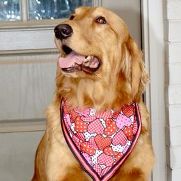 Golden Retriever and Miniature Australian Shepherd All Grown Up from Raised Right Pups