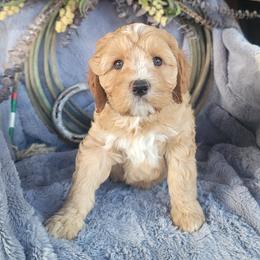 Country Morning Golden Nugget - Gold female Australian Labradoodle puppy in Aumsville, Oregon from Country Morning Labradoodles