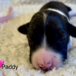 Paddy - Brindle female Dachshund puppy in Huntington, Arkansas from Rockstar.Weiners