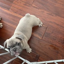 French Bulldog Puppies from Fabi's French Bulldogs