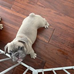 French Bulldog Puppies from Fabi's French Bulldogs